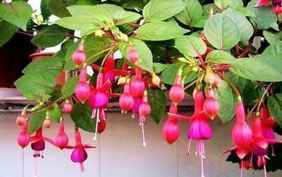 植物|这五种“花卉”都是懒人花,每月浇水一次,不会烂根,远离黄叶