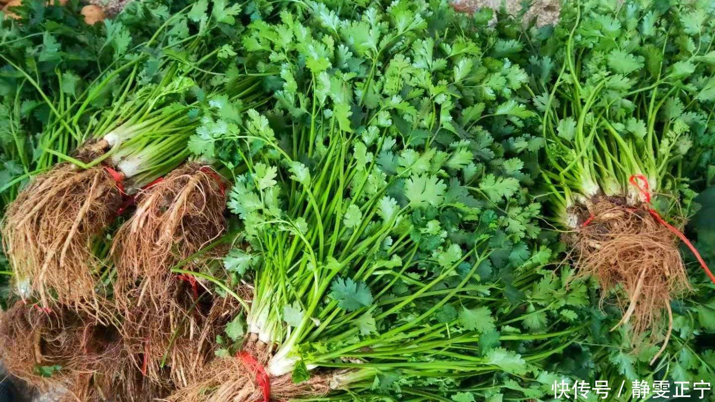 保存香菜,直接放冰箱就错了,教你1招,吃半年都新鲜,特清香