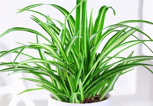 养吊兰,冬天浇水“掺”点肥,叶子青翠肥厚,越长越茂盛