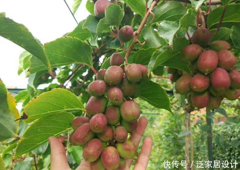 院子别只养花，栽些果树，好看好养活，家有院子的福音