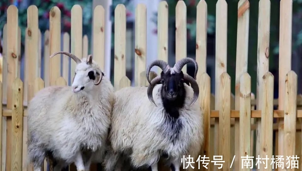 四角羊#四角羊,《山海经》中的四角异兽,现实中却真的存在,而且还不少