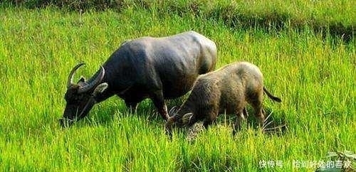 从句式!千古绝对!上联:“老牛吃嫩草”下联真是太经典了