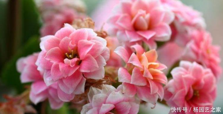 养花就养4种花,好养易活花量大,开花就爆盆,不易生病好养护