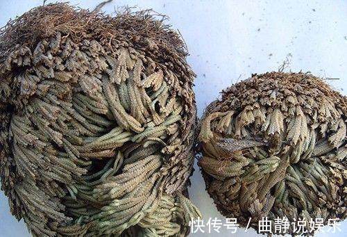 泡水|干枯的九死还魂草泡水里,又活了,这你都养不活就真的啥也别养了