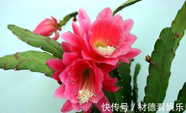 盆栽|盆栽令箭荷花,叶片倒伏做“2点”,开花如“碗”大,一次开爆盆