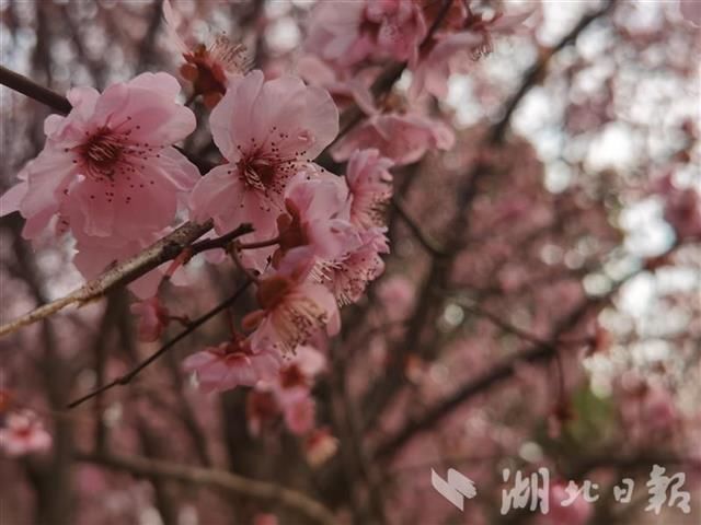 朵朵花儿踏春来 植物学者教你认花