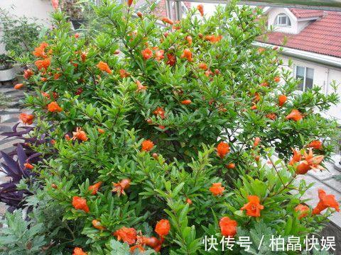 花朵大又红，寓意着子孙满堂，不抽烟、不喝酒也要养两盆