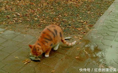 16岁女孩养流浪猫 猫咪用这种方式报答她 最后一次让她受不了 快资讯