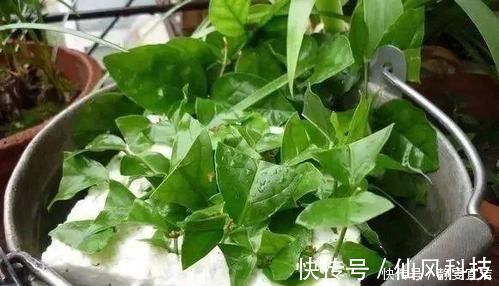 生根|“3种花”扦插正当时,剪个枝插盆里,15天就生根,成活率高