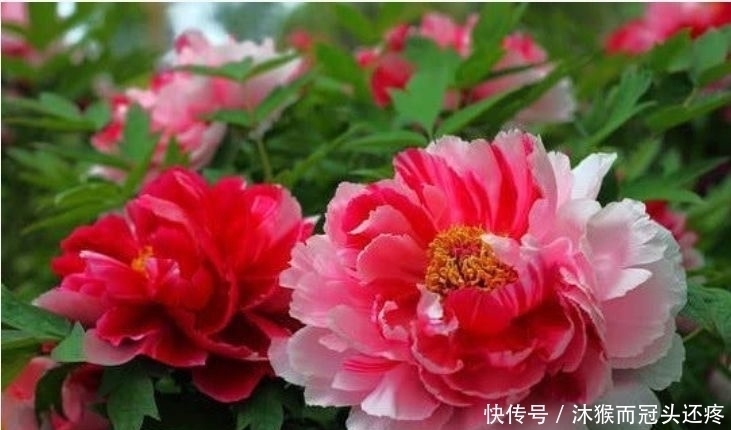 指甲花|养花试试此几款,给点水就开花,随便养成花海