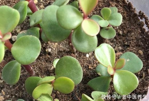 近期雨水多,散养金枝玉叶3个月没修整,枝条长,剪下来培育新株!