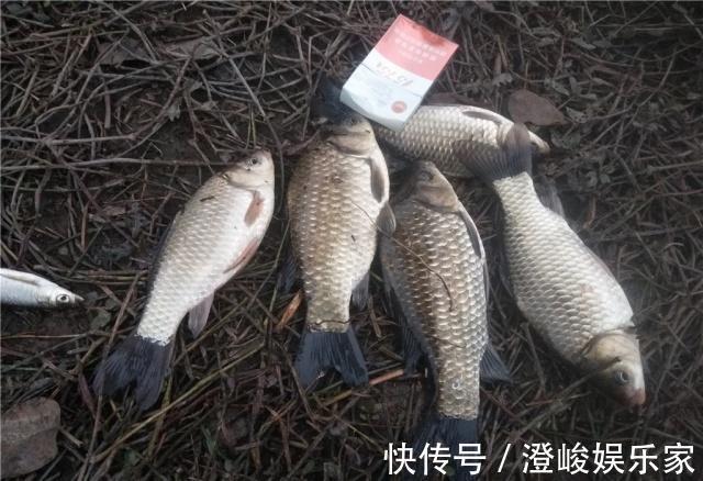 饵料|黄豆粉钓鲫鱼有奇效，再配上酒米做窝料，夏季钓鲫鱼的黄金搭档