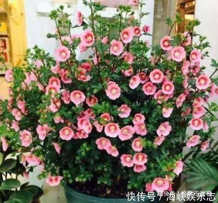 最香的几种花,全年开花不停,花色艳丽,花开枝繁叶茂,美