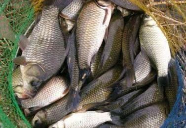 香蕉|自制饵料嫩玉米和香蕉,一天收获30斤草鱼