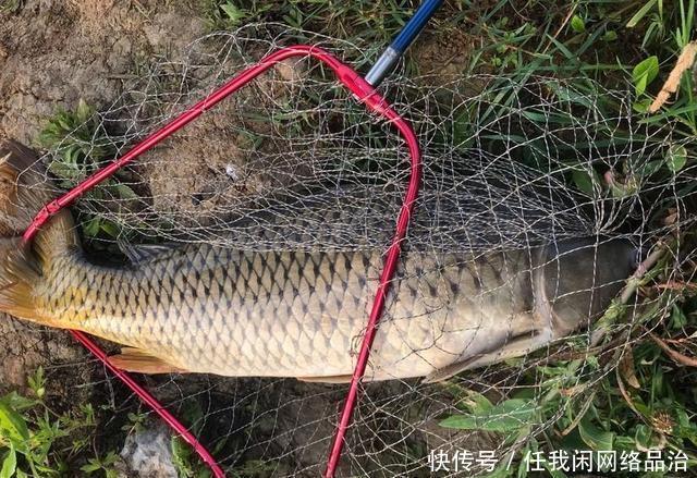 南宁钓鱼人钓获“鲤鱼王”,身长一米全身金黄,老大爷建议放生