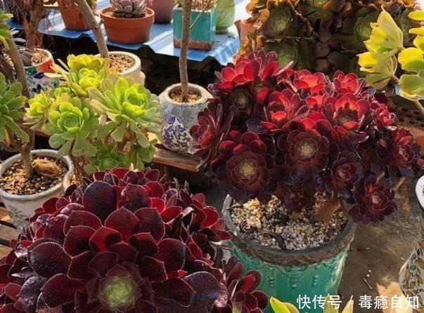 多肉法师,四季浇水不同,养出“美态”大魔头,人见人爱!