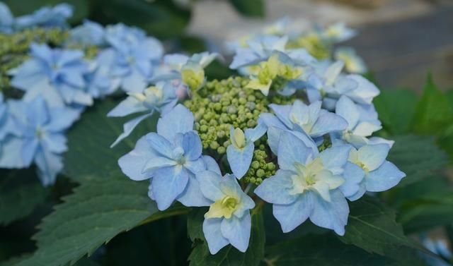 绣球花|托尼老师教您修剪绣球花,记住简单两点,拿剪刀的手再也不抖啦