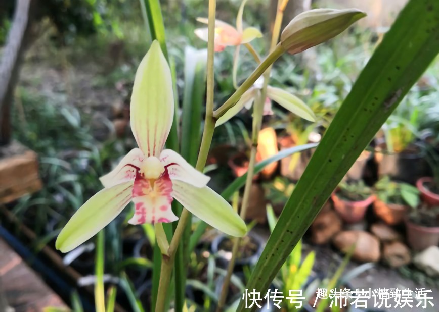 新手养兰|新手养兰,学会“3多3少”,兰花长得旺、常爆盆、开花多