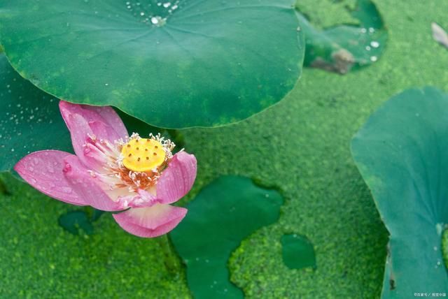 虫鸣蛙|荷花诗词11首:风摇菡萏绿裙舞，心静听得花开声