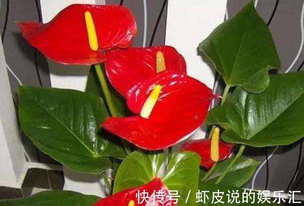 红掌只长叶不开花,新叶长出做好这两点,一叶一花更旺盛