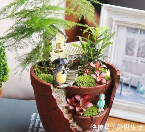 想要文竹养的好,三步要做到,叶子绿,株型美还能开出花来