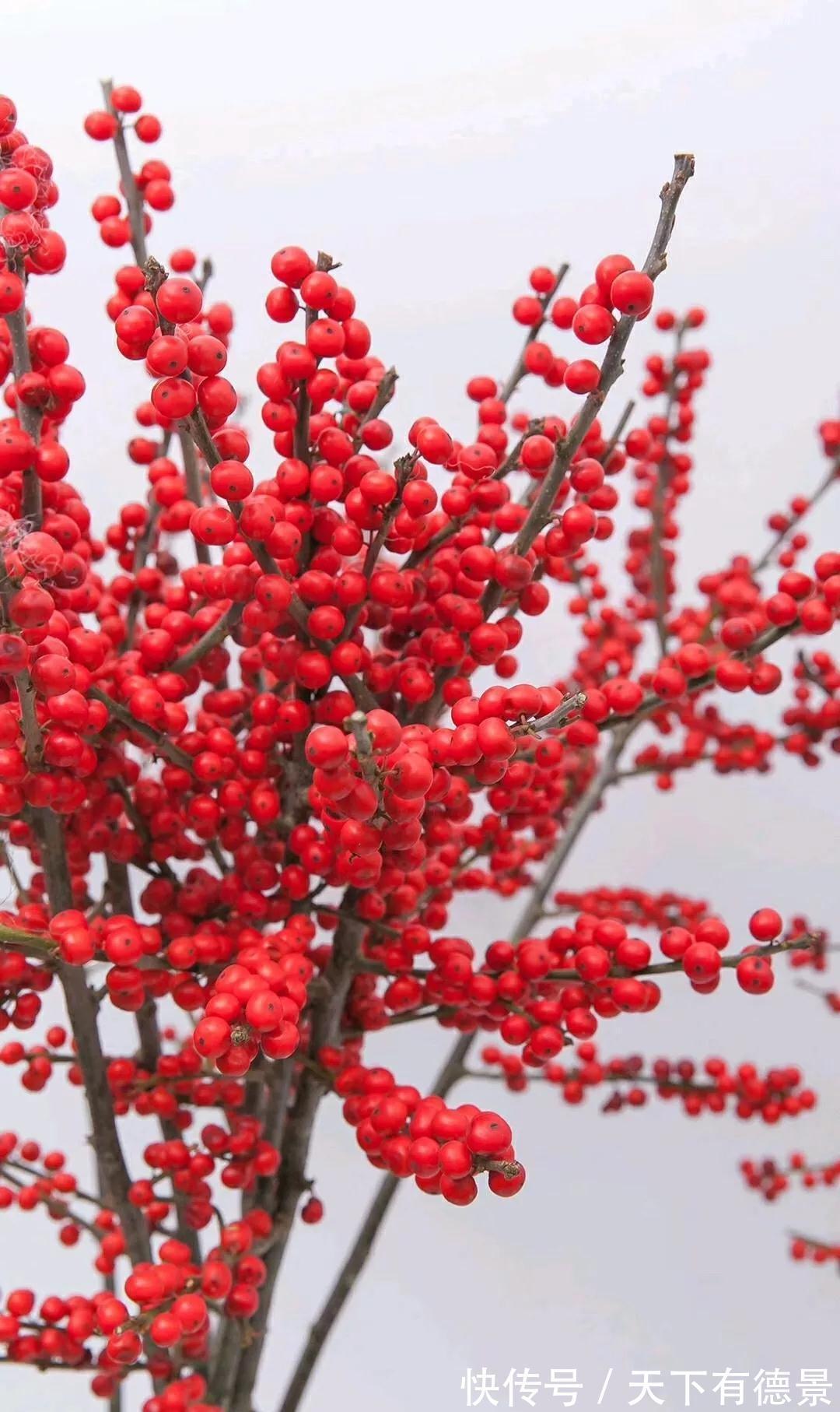 冬青|此种坚强花,专挑寒冬开,红果挂满枝,十分吉祥的年宵花