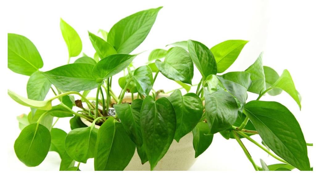 橡皮树|5种好养的绿植，摆在家里，为你打造纯天然的氧吧！