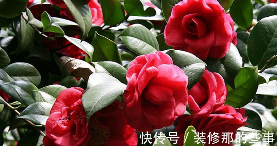 绕道|5种漂亮花,南方随便养开满枝,北方朋友请绕道,易黄叶长不好