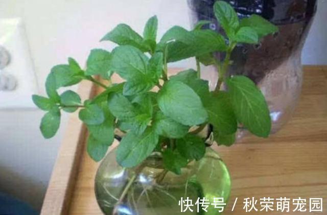 植物|真正适合“水培”的植物有5种，其他的水培是“遭罪”，难养好