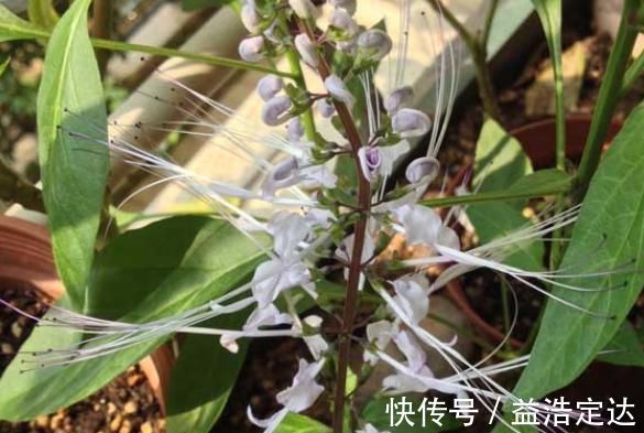 肾茶|农村俗称“肾草”,遇到赶紧挖回家,如今很稀少,是打结石良药