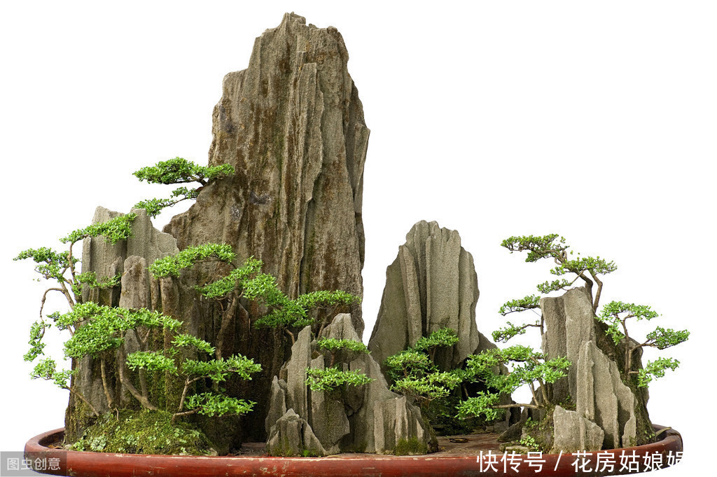 防治|盆景养护管理时,病虫害频繁侵害怎么办?娟子用4个方法来防治