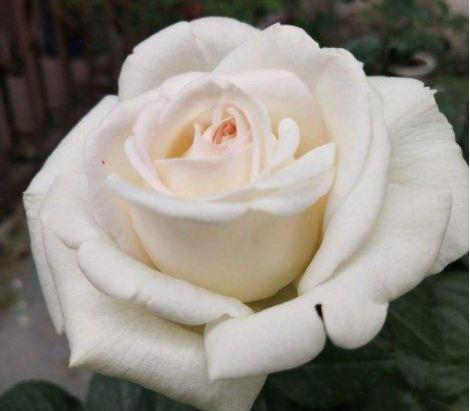  美艳|养花就养这几款，全年开花不停，花色鲜艳夺目，花朵美艳迷人