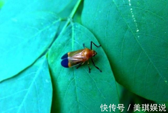 妙招|卫生间潮湿,会有很多小飞虫,大家有什么妙招可以解决?