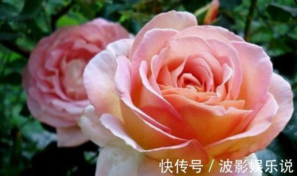 抗病性|喜欢菊花,不如养盆“精品玫瑰”美咲,开花爆盆很简单,花还美丽