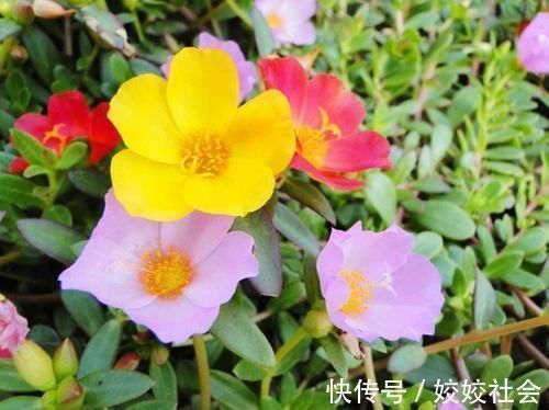 农村|农村晒不死的“野菜”,养在花盆当花看,现在吃正鲜嫩,去开挖