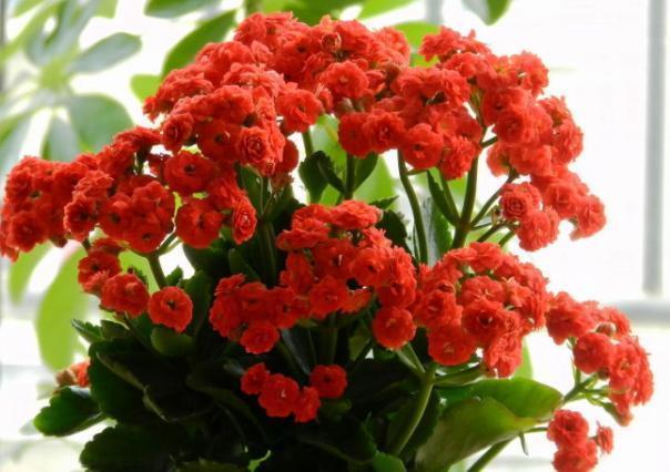 腐殖质|想要长寿花一年变“老桩”,两个技巧,窜两米高,360度开成花球