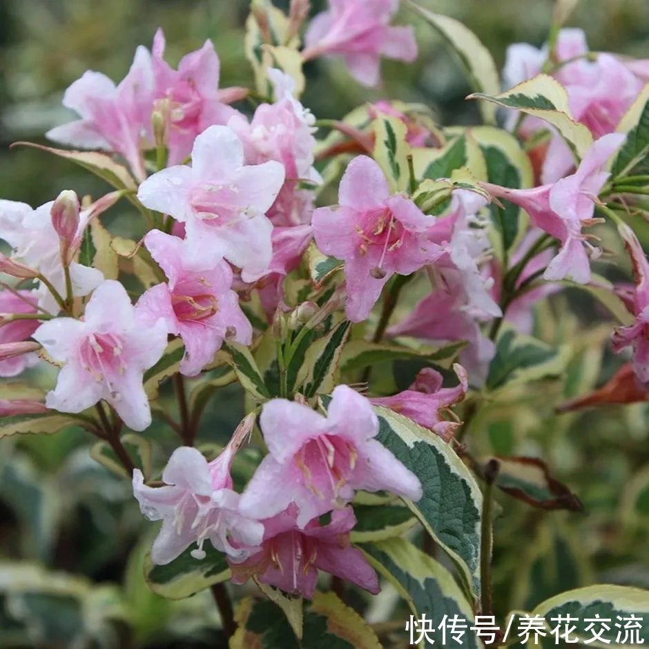 13种耐寒的盆栽花卉，零下20多度可存活，大部分南方也能种