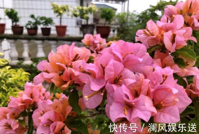 四季|三角梅开花少,用点“小手段”,勤花懒花都开爆,四季不间断