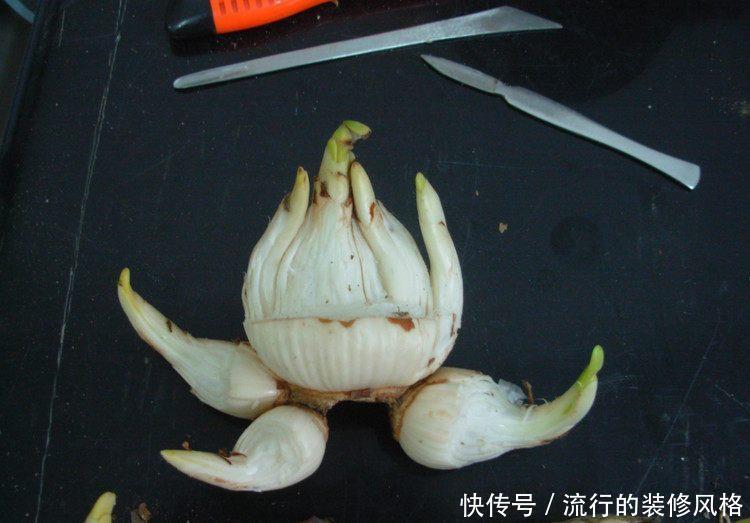种球|水仙种球雕刻几刀,开出极品水仙花,惊爆眼球