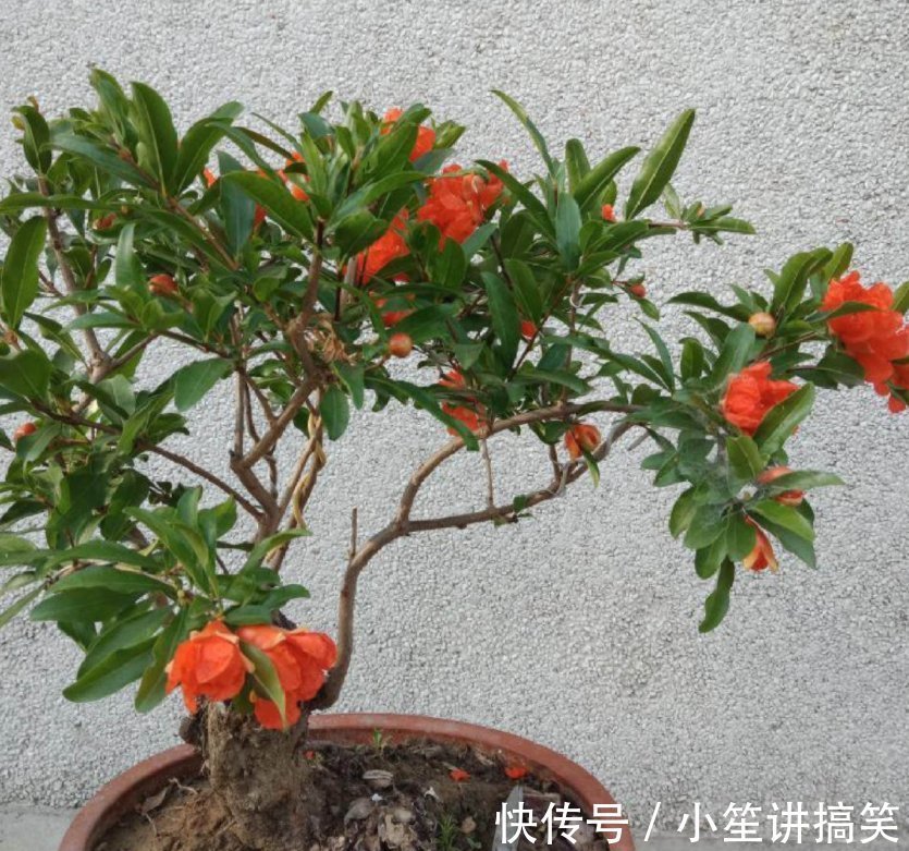 盆栽|盆栽石榴模样土?少了修剪这一步,咔嚓咔嚓,高大上