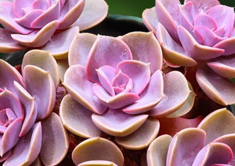 9种口碑非常好的多肉,易养护,出状态又仙又美