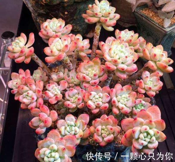 想要多肉劳尔香味浓郁长满盆,3件事做好了,冬天变成香过冬