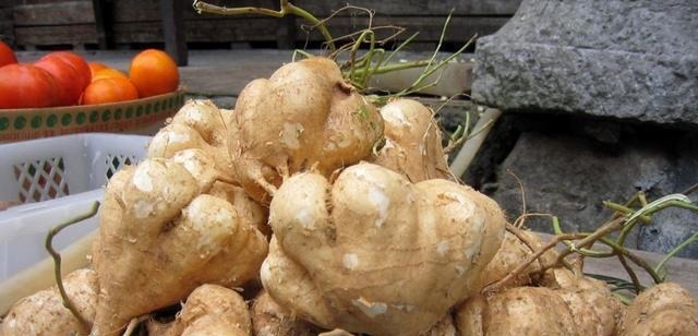 中国人|很多人吃的一种蔬果,在市场上很受欢迎,但不知道它有剧毒