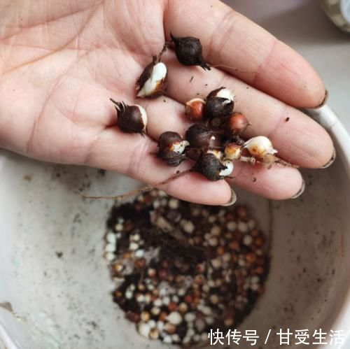 鲜艳|一年生一窝的5种花,越养越多,养它们不花钱还能赚钱!