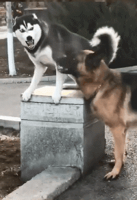 |搞笑GIF段子:浪过头了