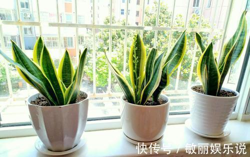 人养花,花亦养人,老祖宗的话不是没道理,室内要养“健康花”