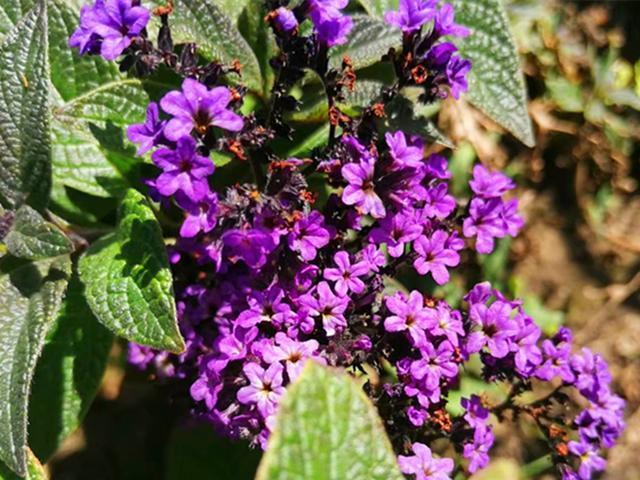 和香水一样香的草，紫色花朵超迷人，阳台种一盆，又香又美