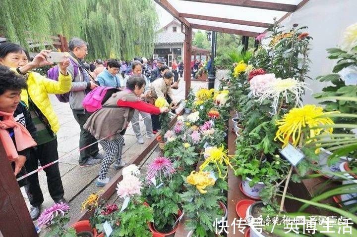 趵突泉|隐匿市区潜心研究养菊36年，“菊王“卞锁军的花匠情怀