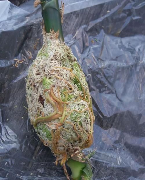 养在家里的木本类观赏盆栽，我用这种方法基本都能繁殖成功