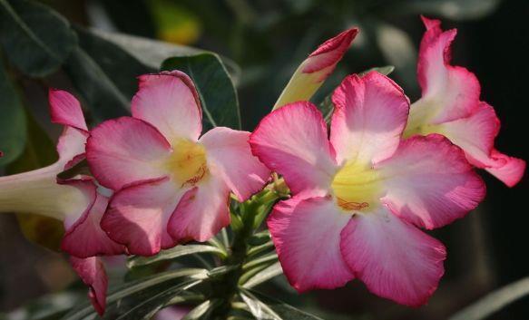 养花试试此几款,花开繁盛花香怡人,花大色艳很漂亮